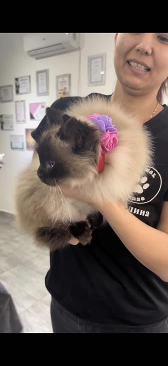 Кошка сиамская
