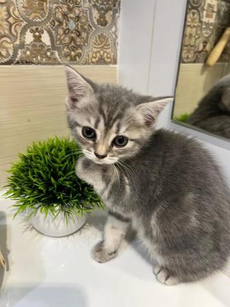 Отличный подарок! Британские котята с уникальным окрасом!2 месяца котятам