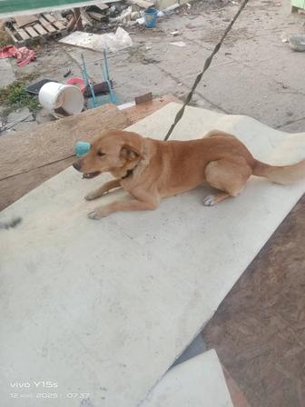 Отдам собаку