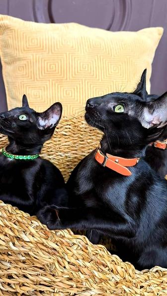 Топовые ориентальные котята