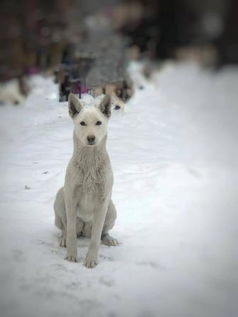 Ищем добрые ручки собака