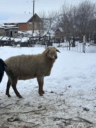 Продам барана кошкар