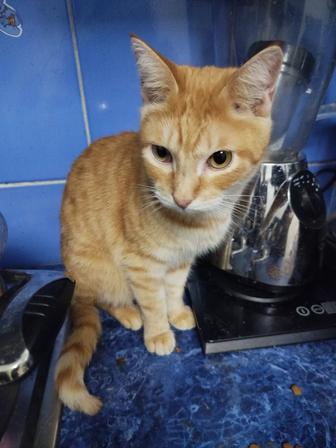 Котик в добрые руки