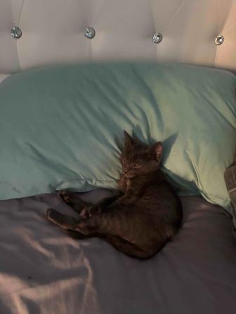 Котенок бесплатно