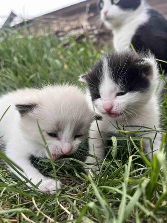 Отдам котят в добрые руки