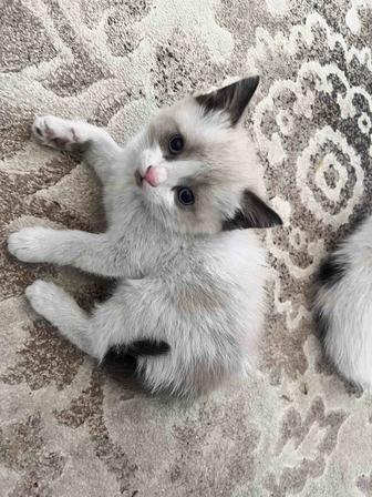 Отдам котят в добрые руки