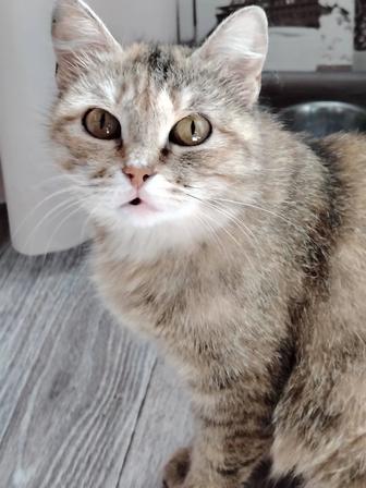 Кошечка ищет семью