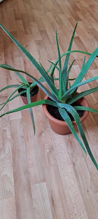 Алоэ домашный цветок