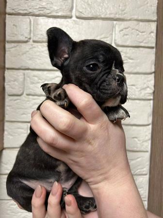 Щенки французского бульдога