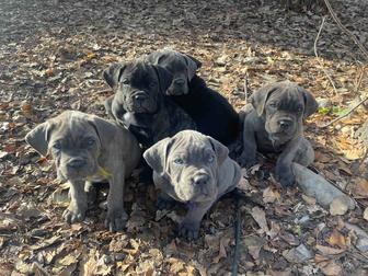 Продам щенков Кане-корсо