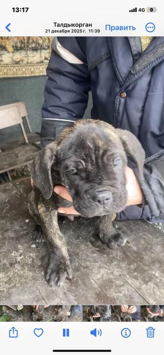 Продам кобеля Кане Корсо