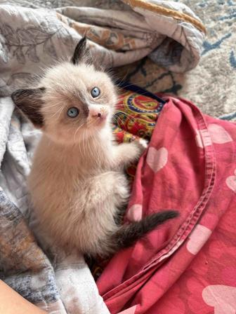 Продам котенок Сноу шу