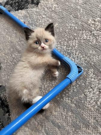 Продам котенок Сноу шу