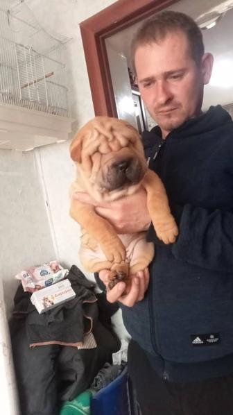 Щенки Шарпея шоу класса