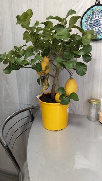 Продам лимон дерево