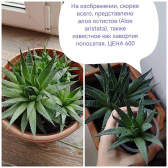 Продам недорого комнатные растения