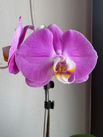 Цветы живые