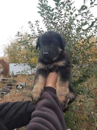 Щенки немецкой овчарки длинношерстной