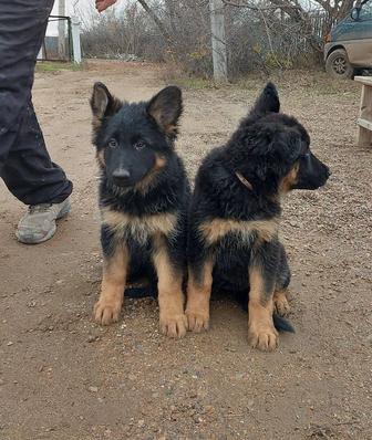 Щенки немецкой овчарки длинношерстной