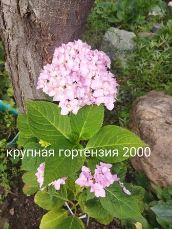 Продам цветы многолетний