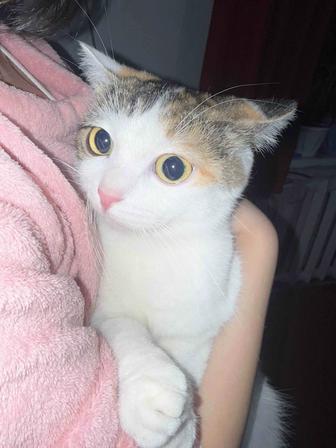 Отдам кошку в добрые руки