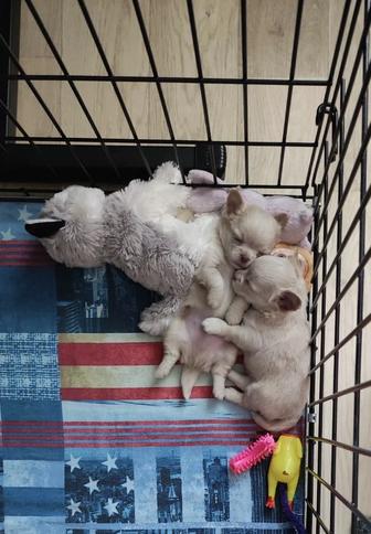 Чихуахуа ДШ