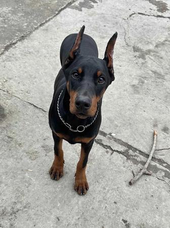 Доберман девочка