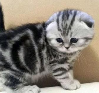 Мраморные котята