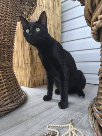 Котик Антонио Бандерос в добрые руки