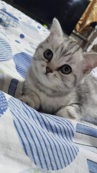 Продам шотландского котенка девочка