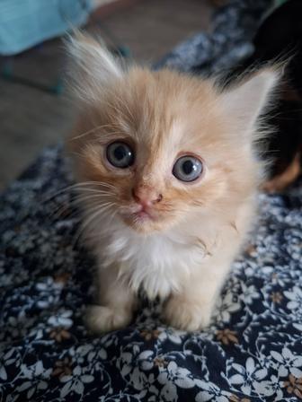 Котята
