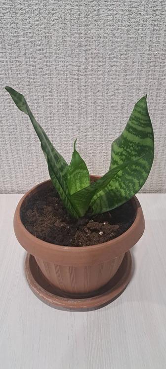 Продам щучий хвост