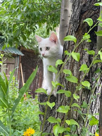 белая малышка Луна ищет дом