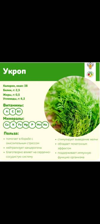 Свежий укроп.