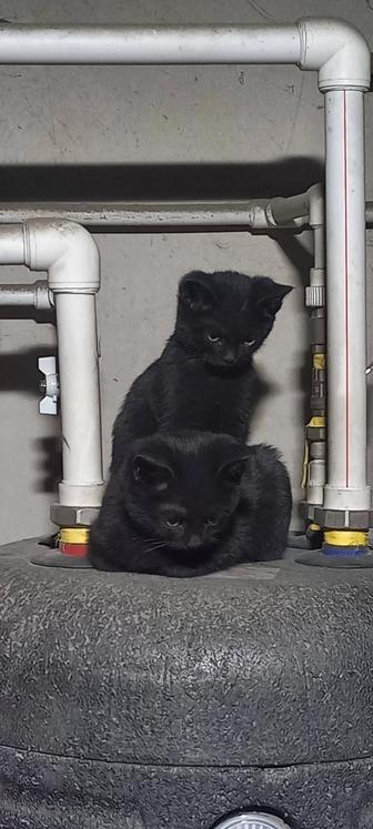 Отдам котят в добрейшие руки