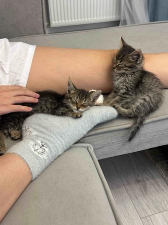 Отдам котят/котика в хорошие руки! Мальчик и девочка. Отдельно или вместе.