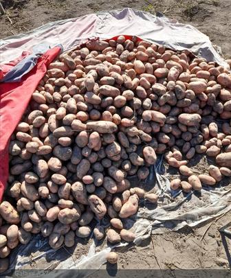Продам картофель домашний