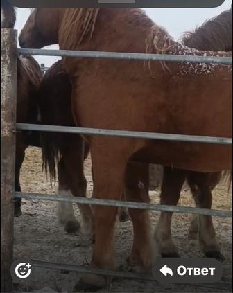 Продам шикарного жеребца