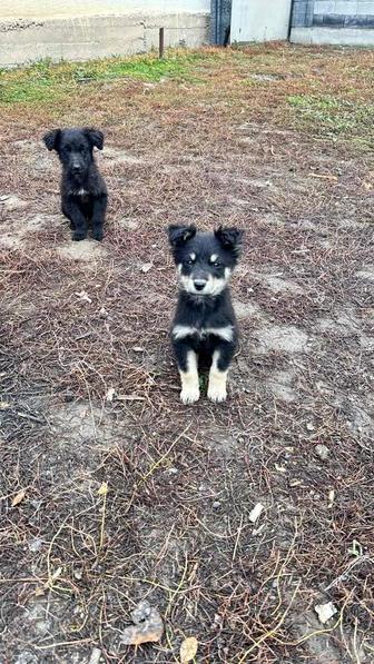 Отдам щенков в хорошие руки