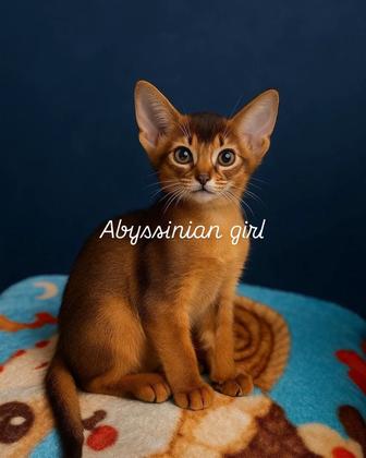Абиссинский котенок, девочка (абиссинские котята, абиссины)