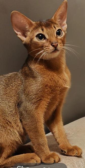 Абиссинский котенок, девочка (абиссинские котята, абиссины)
