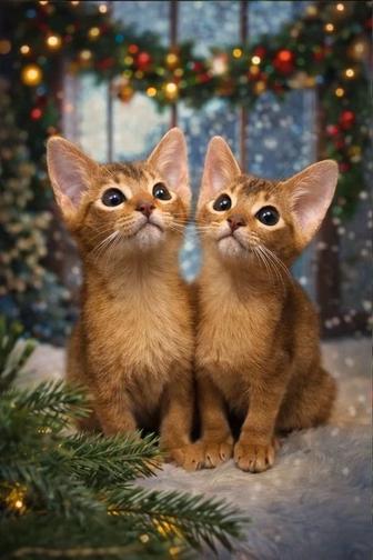Абиссинский котенок на New Year (WCF) (абиссинские котята, абиссины)