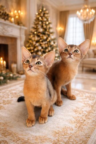 Абиссинский котенок на New Year (WCF) (абиссинские котята, абиссины)
