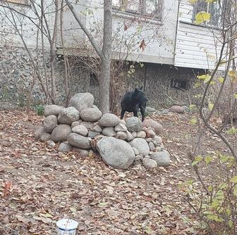 Нашелся черный кобель