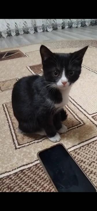 Котенок в дар