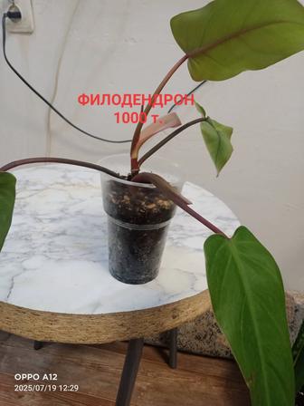 Комнатные растения