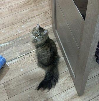 Потерялась кошка