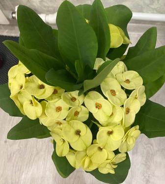 Эуфорбия,молочай желтый