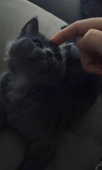 Домашняя передержка котиков и маленьких собачек в Астане