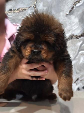 Элитные шикарные щенки Тибетского Мастифа